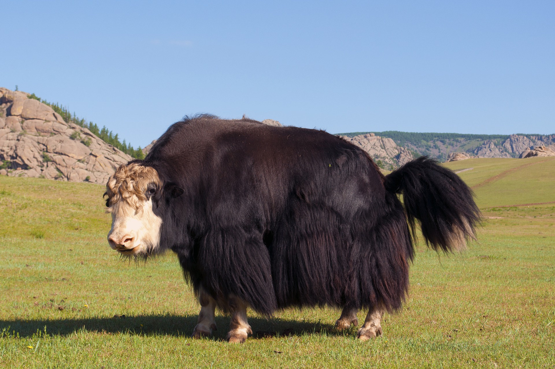 Що таке як. Як Сарлык. Бык Сарлык. Сарлык Монголия. Монгольские быки Сарлык.